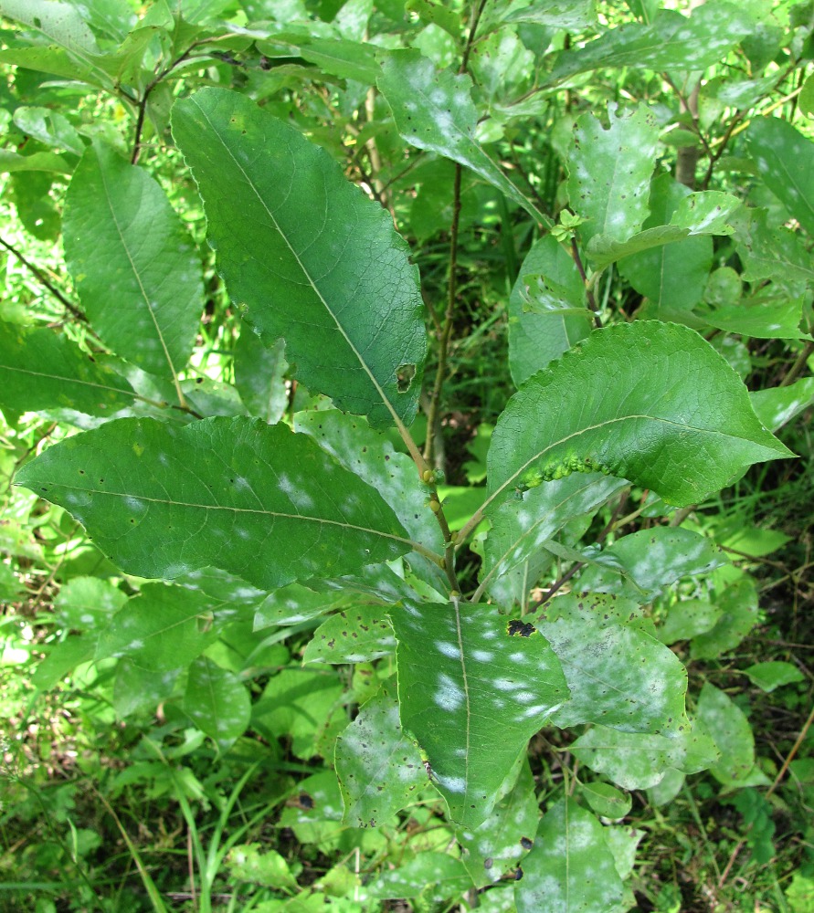 Image of Salix caprea specimen.