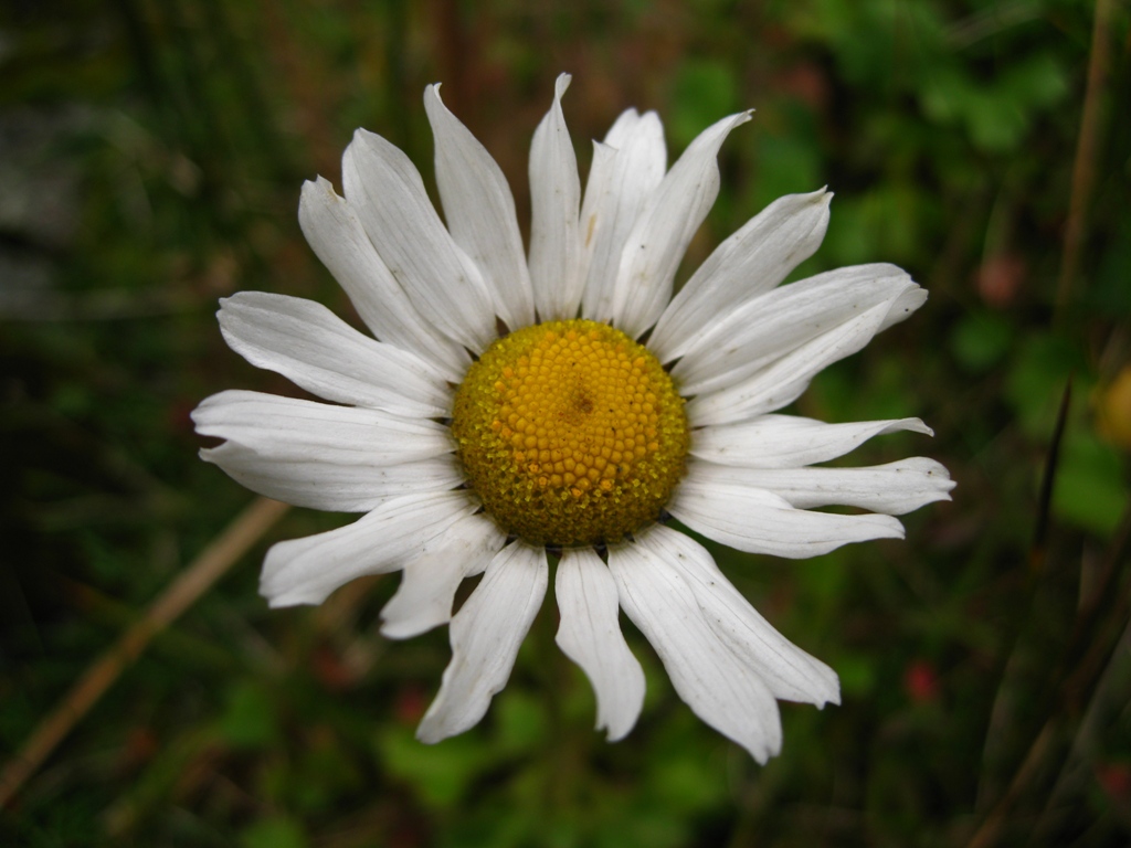 Image of Arctanthemum arcticum specimen.