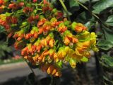 Caesalpinia spinosa. Соцветие. Испания, Канарские о-ва, Тенерифе, Пуэрто-де-ла-Крус (Puerto de la Cruz), Парк Таоро (Parque Taoro), в культуре. 11 марта 2008 г.