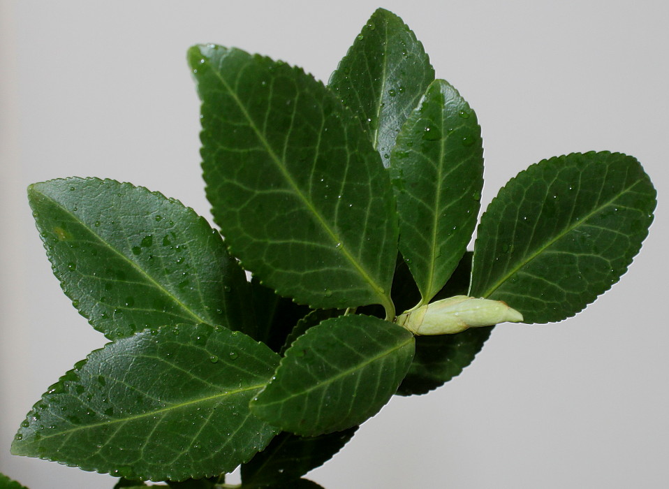 Image of Euonymus fortunei specimen.