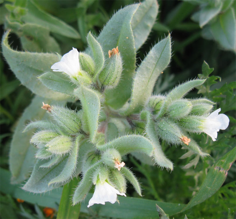 Image of Nonea philistaea specimen.