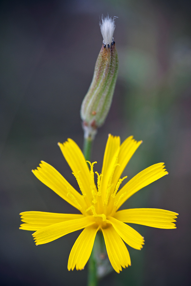 Image of genus Chondrilla specimen.