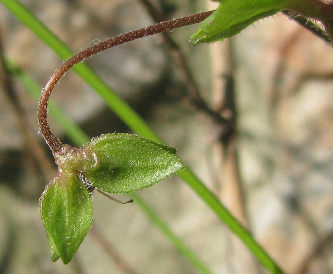 Image of Veronica persica specimen.