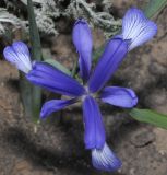 Iris sintenisii