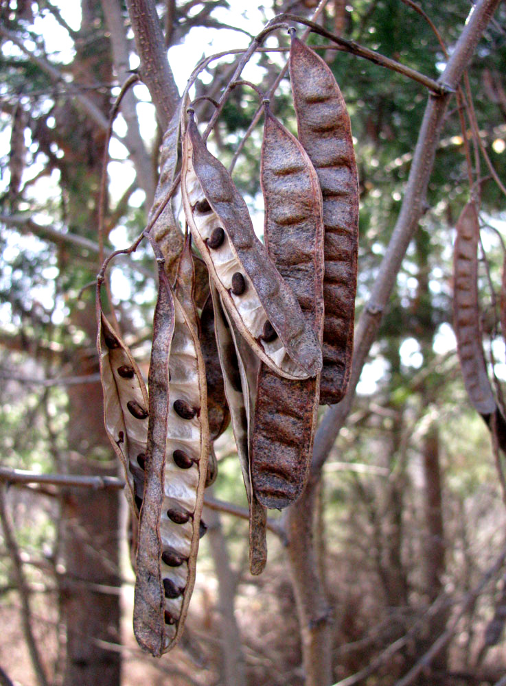 Image of Robinia pseudoacacia specimen.