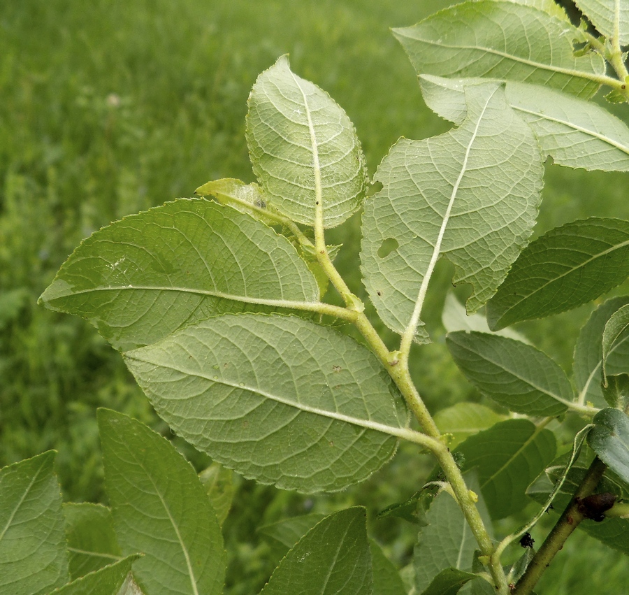 Image of Salix latifolia specimen.