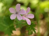 Geranium asphodeloides