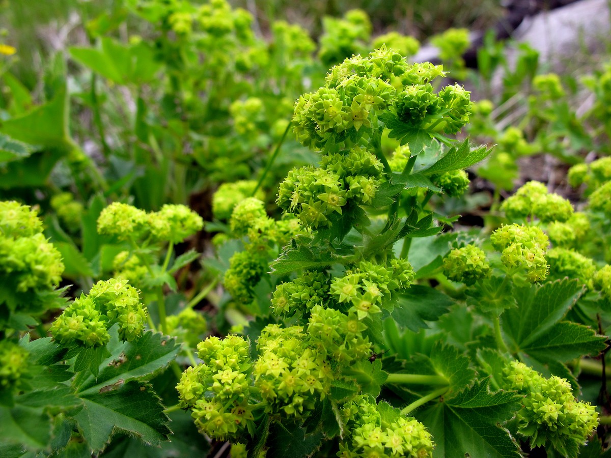 Image of genus Alchemilla specimen.