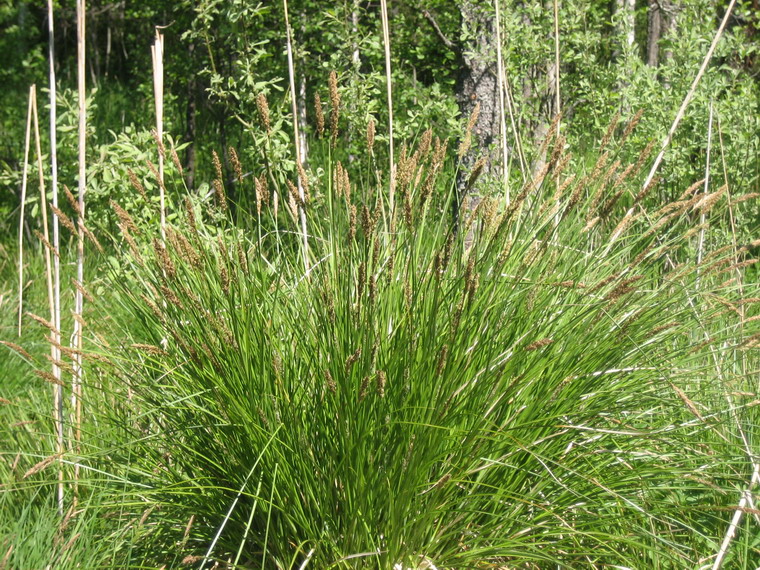 Image of Carex paniculata specimen.