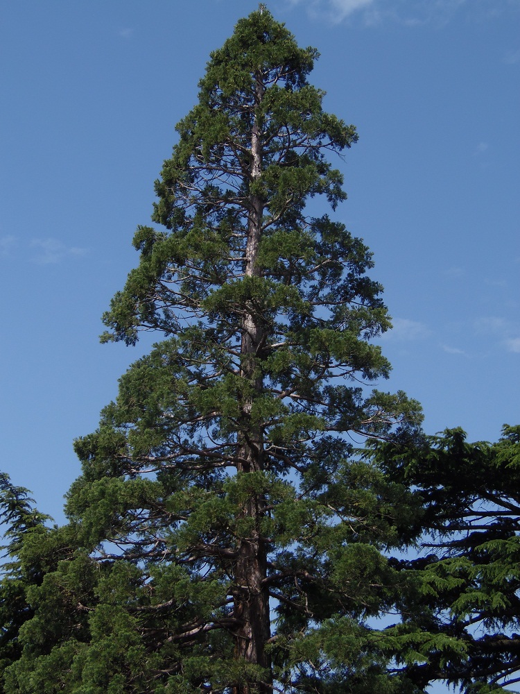 Image of Sequoiadendron giganteum specimen.