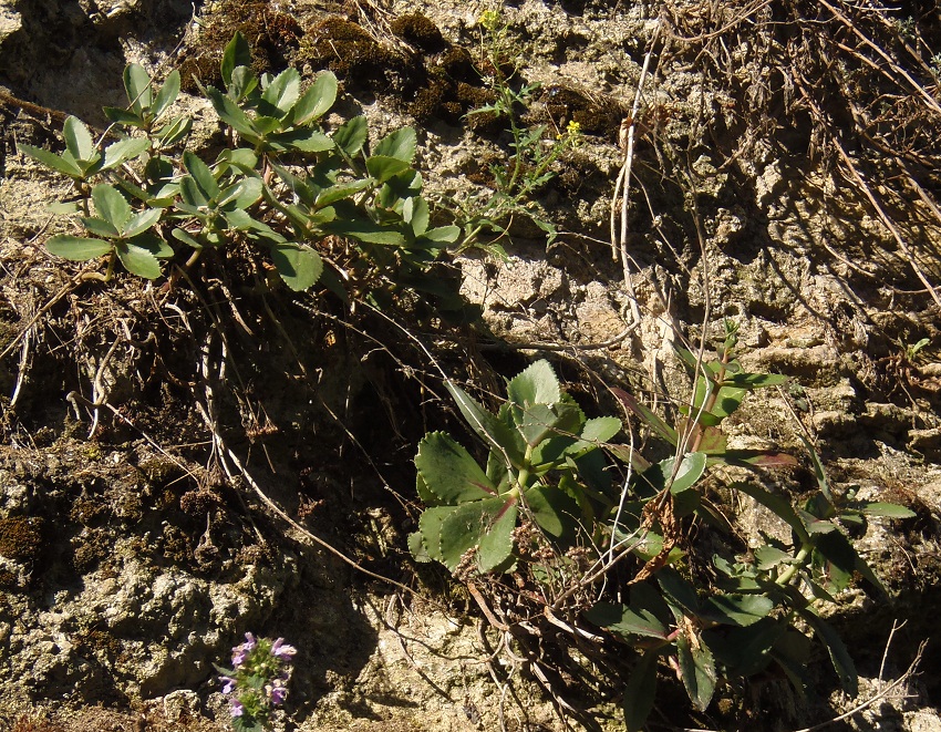 Изображение особи Hylotelephium stepposum.