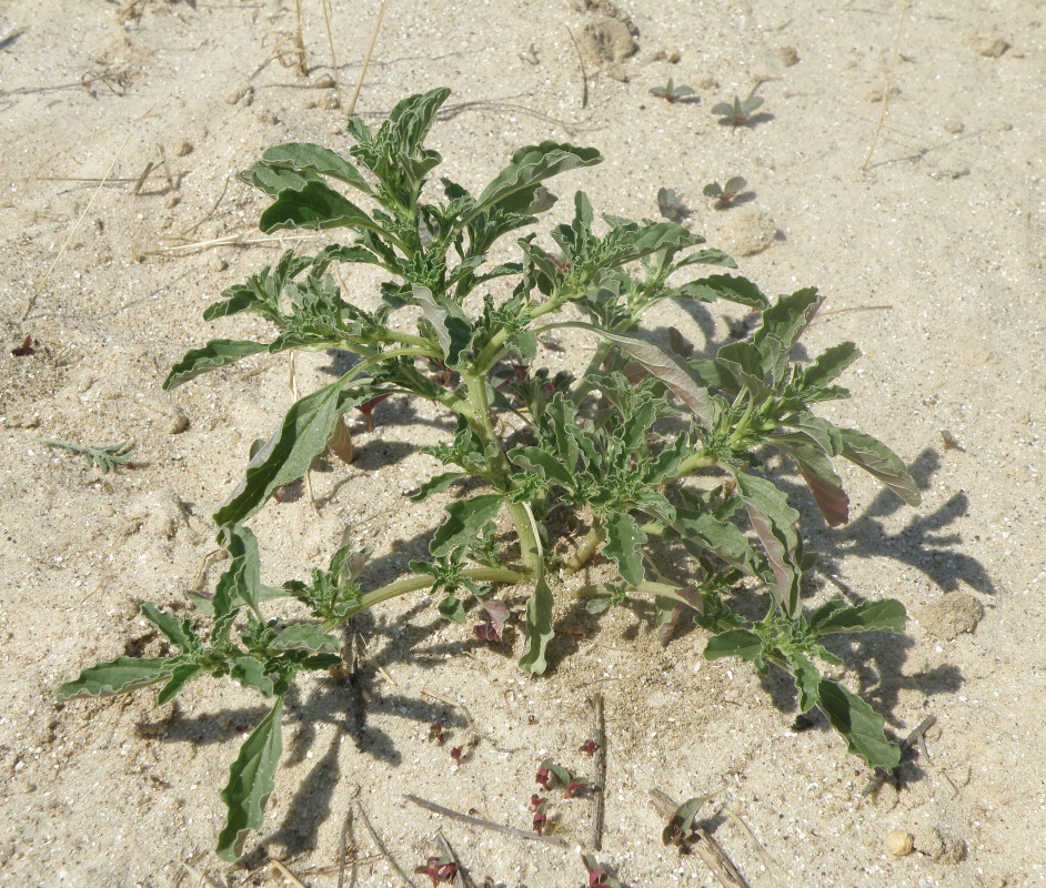 Image of Amaranthus albus specimen.