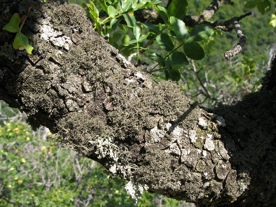 Image of Pistacia mutica specimen.