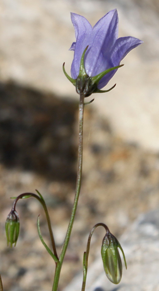 Image of Campanula cochleariifolia specimen.