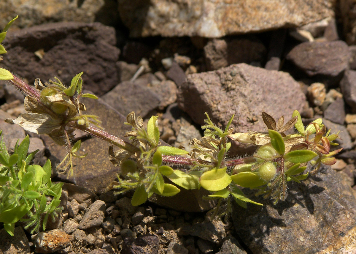 Image of genus Cruciata specimen.