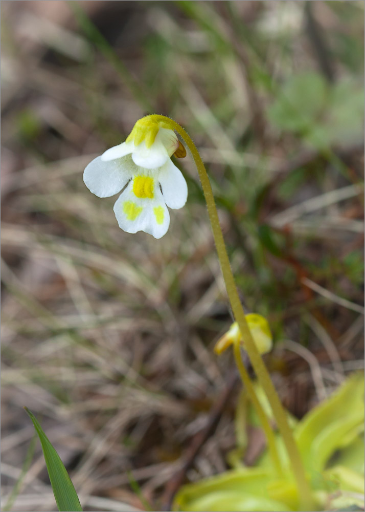 Image of Pinguicula alpina specimen.