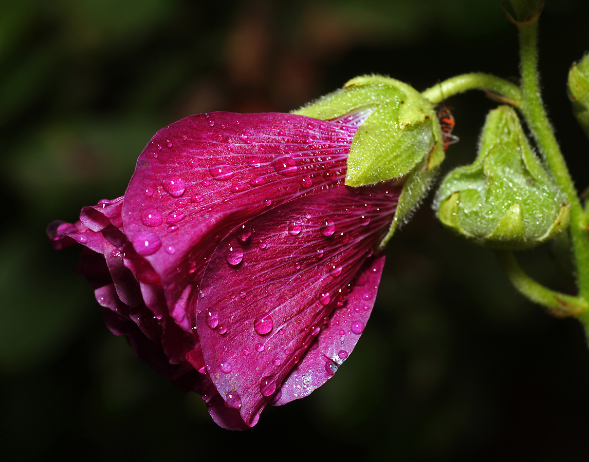 Image of Alcea rosea specimen.