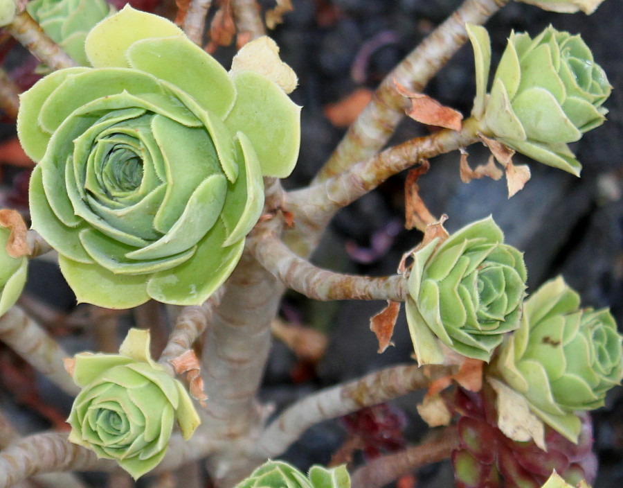 Image of Aeonium arboreum specimen.