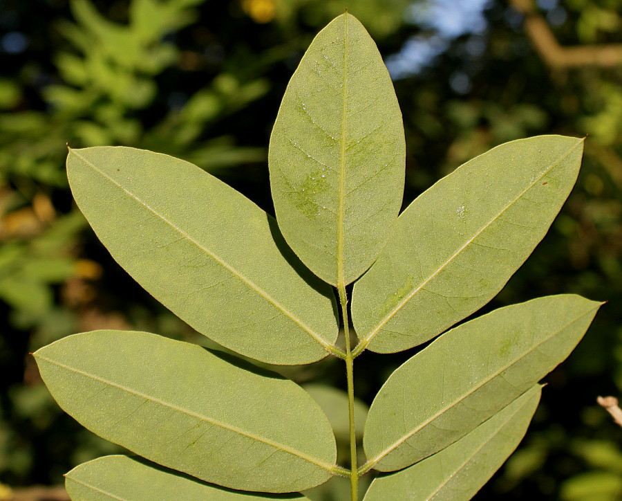 Image of Styphnolobium japonicum specimen.