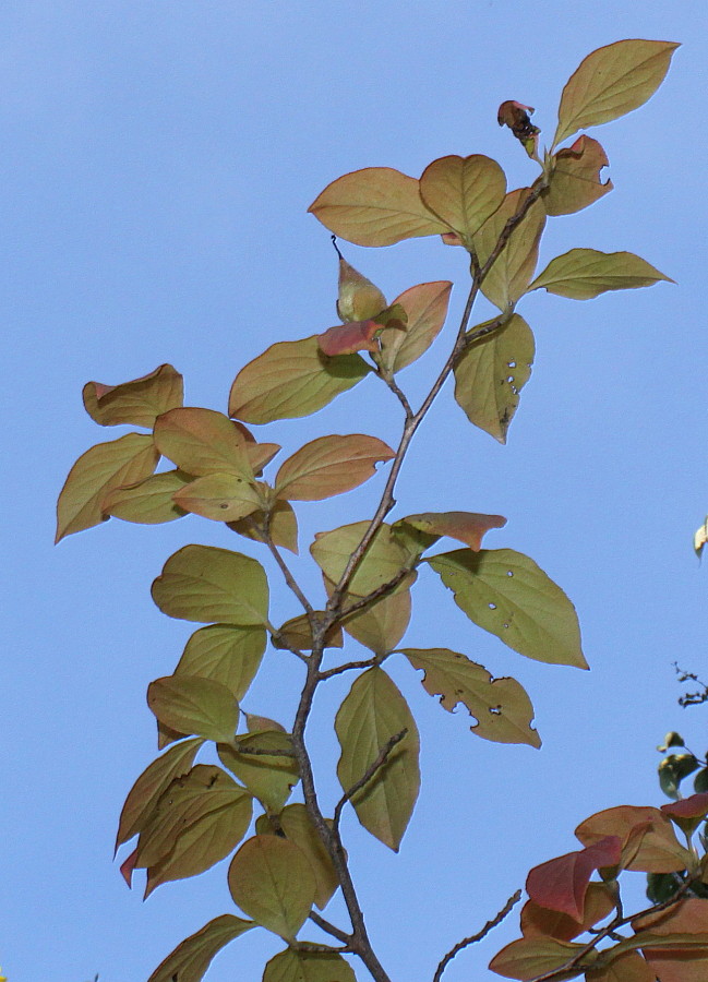 Изображение особи Stewartia monadelpha.