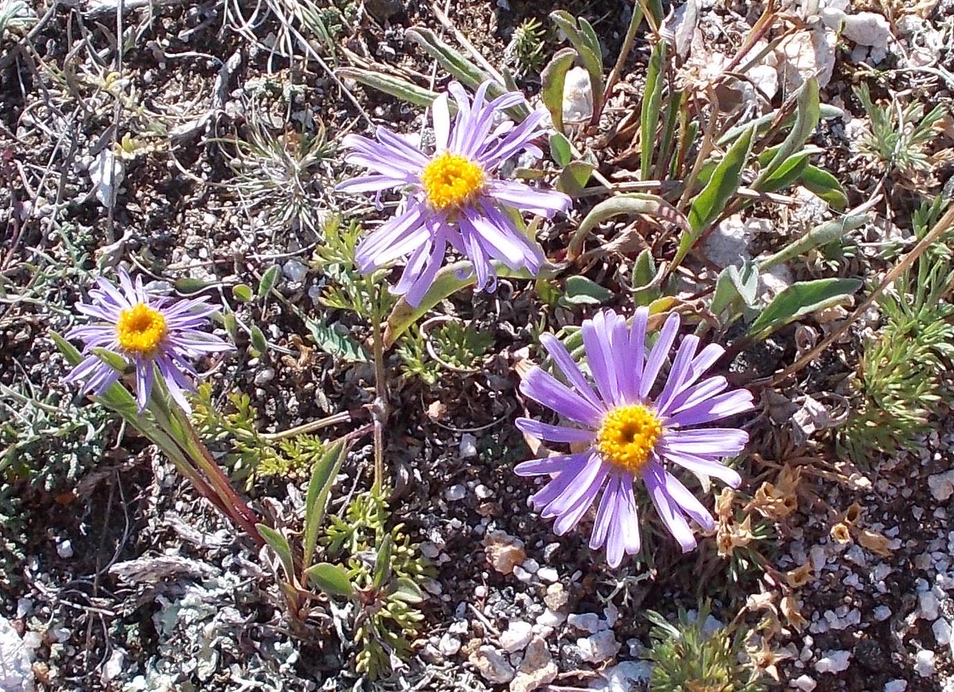 Изображение особи Aster serpentimontanus.