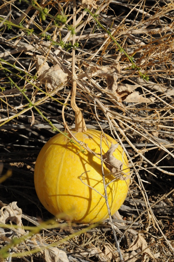 Image of Cucurbita palmata specimen.