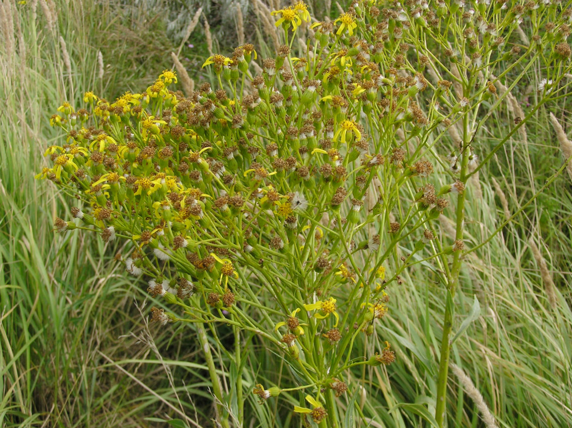 Image of genus Senecio specimen.