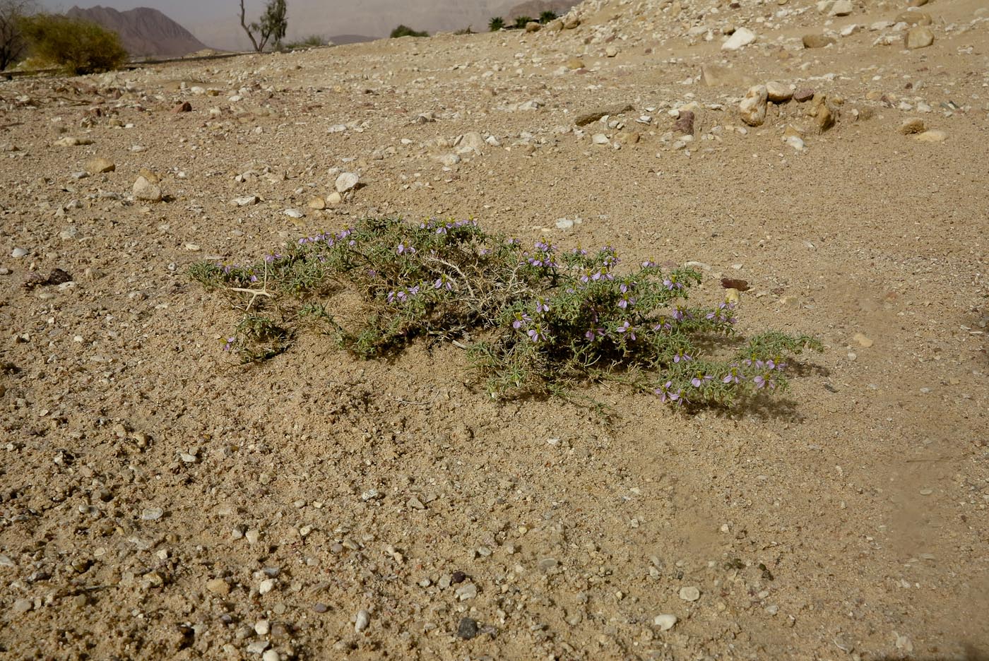 Image of Fagonia glutinosa specimen.