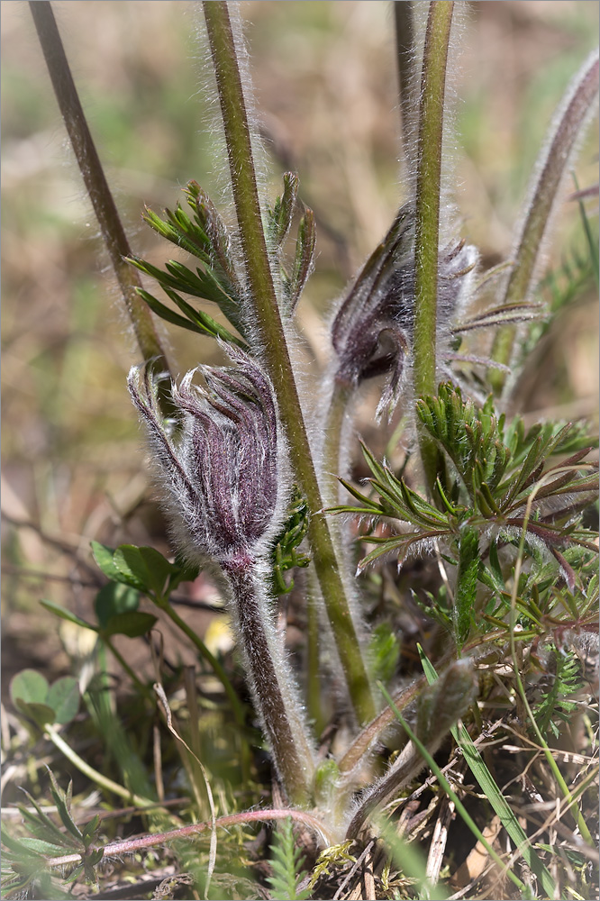 Image of Pulsatilla pratensis specimen.