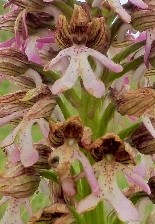 Image of Orchis purpurea ssp. caucasica specimen.