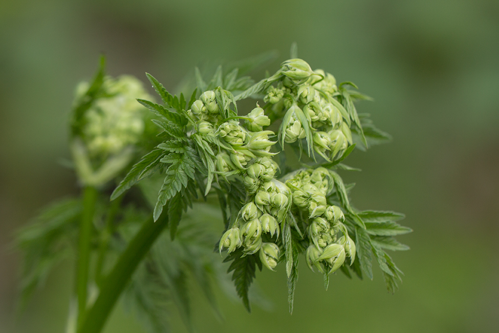 Изображение особи Anthriscus sylvestris.