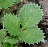 Potentilla argyrophylla разновидность atrosanguinea. Лист. Германия, г. Дюссельдорф, Ботанический сад университета. 02.06.2014.