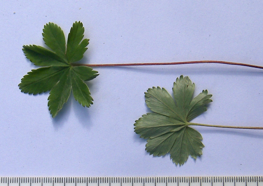 Image of Alchemilla tephroserica specimen.