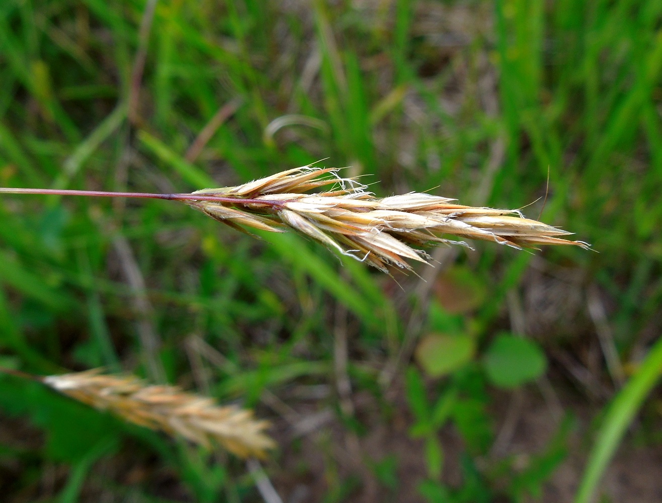 Image of Anthoxanthum odoratum specimen.