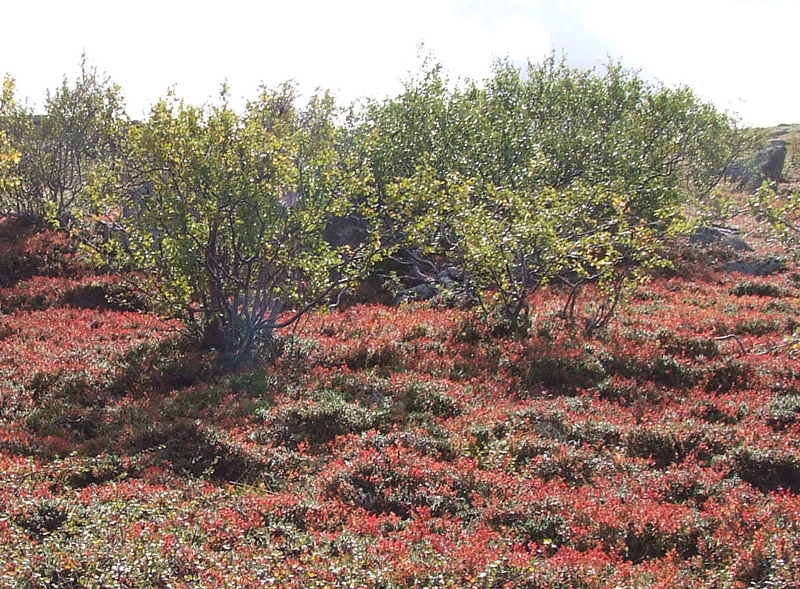 Image of Vaccinium myrtillus specimen.