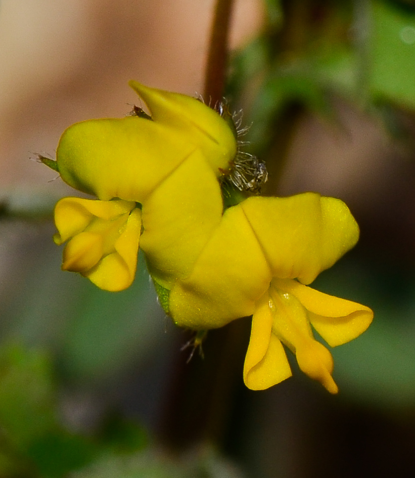 Изображение особи Medicago littoralis.