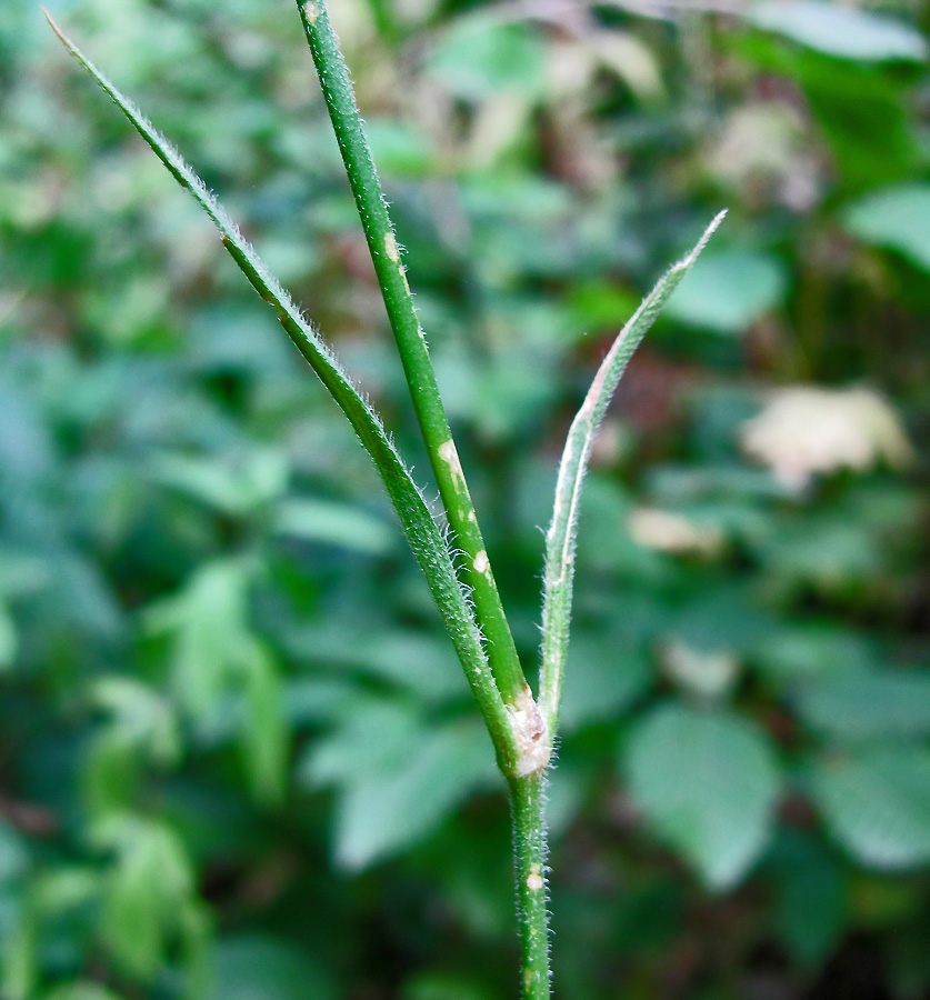 Image of Dianthus armeria specimen.