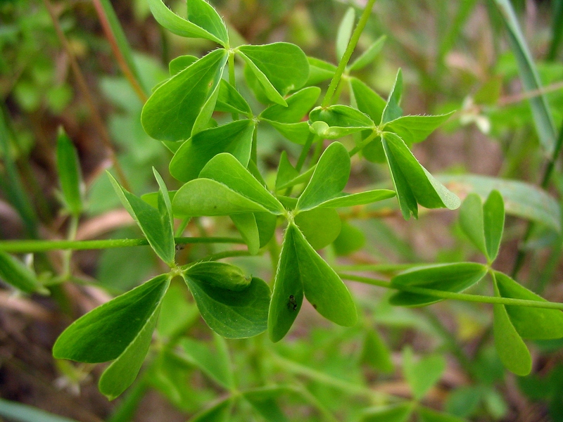 Изображение особи Oxalis stricta.