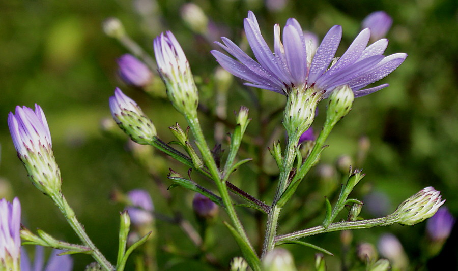 Image of Symphyotrichum cordifolium specimen.