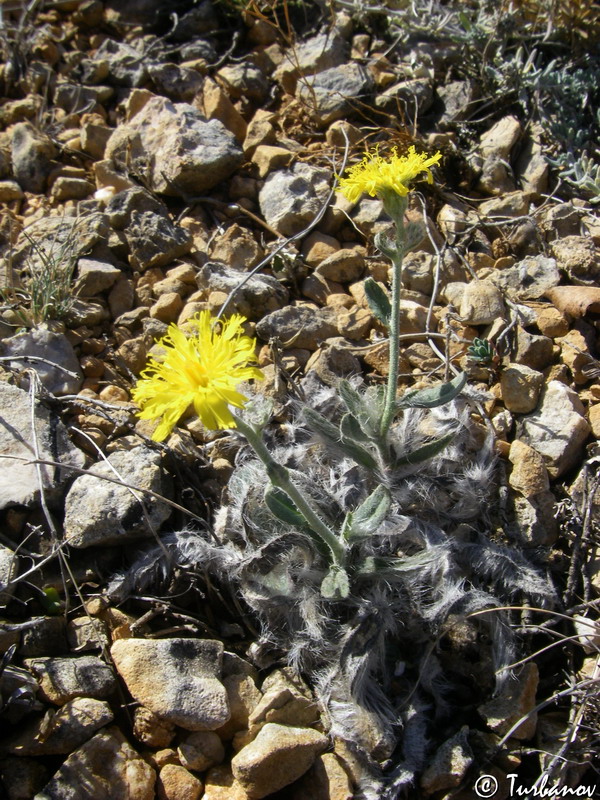 Image of genus Pilosella specimen.