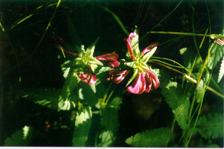 Image of Pedicularis resupinata specimen.