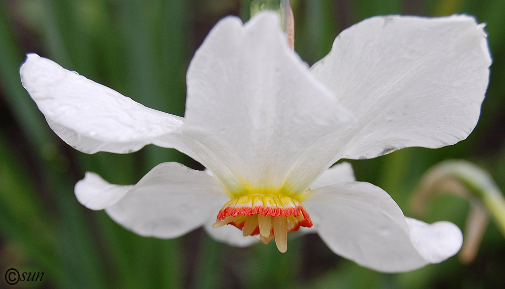 Изображение особи Narcissus poeticus.