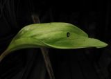 Erythronium разновидность smaragdinum
