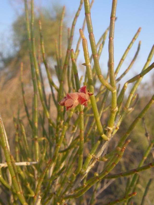 Image of Haloxylon aphyllum specimen.