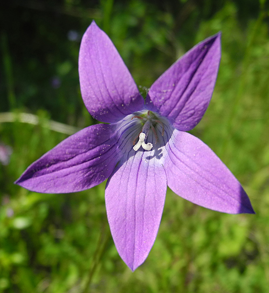 Image of Campanula patula specimen.