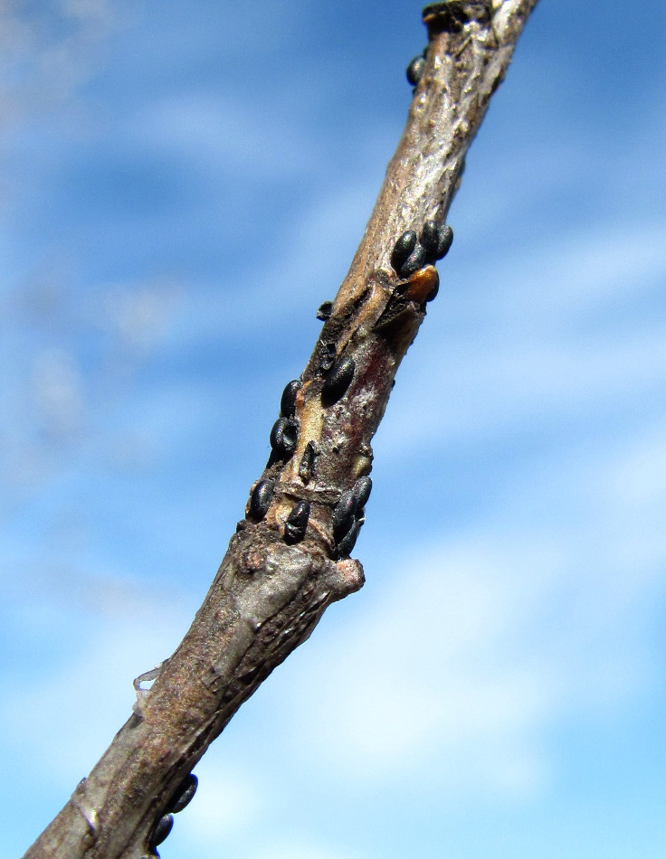 Image of Salix pentandra specimen.