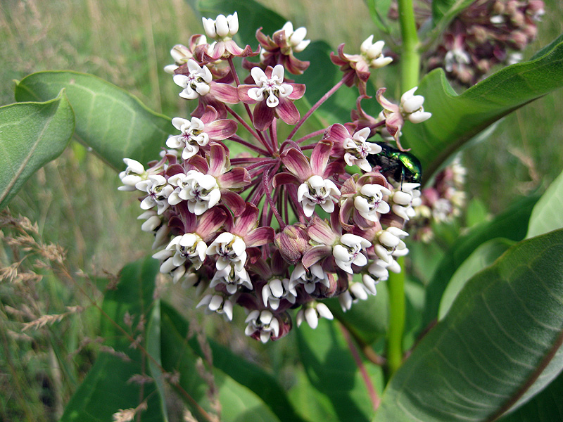 Изображение особи Asclepias syriaca.