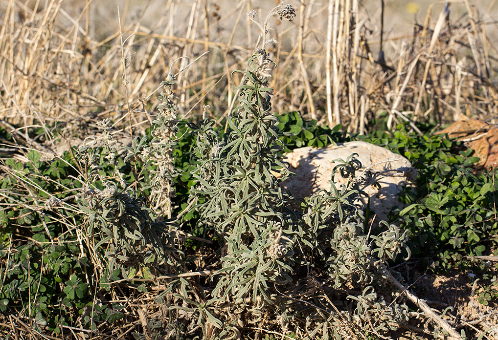 Image of Echium angustifolium specimen.