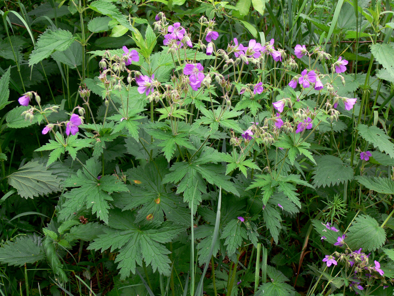 Изображение особи Geranium sylvaticum.