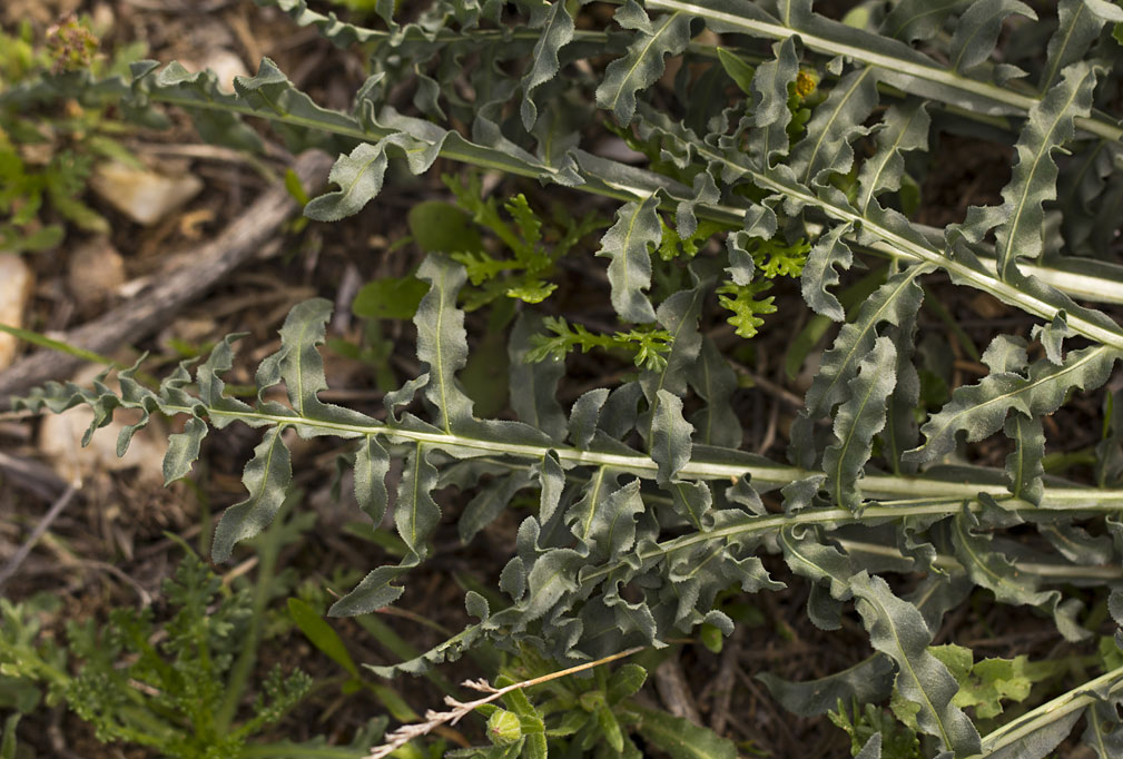 Изображение особи Reseda alba.